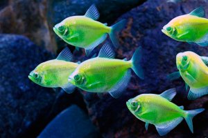 Аквариумные рыбки