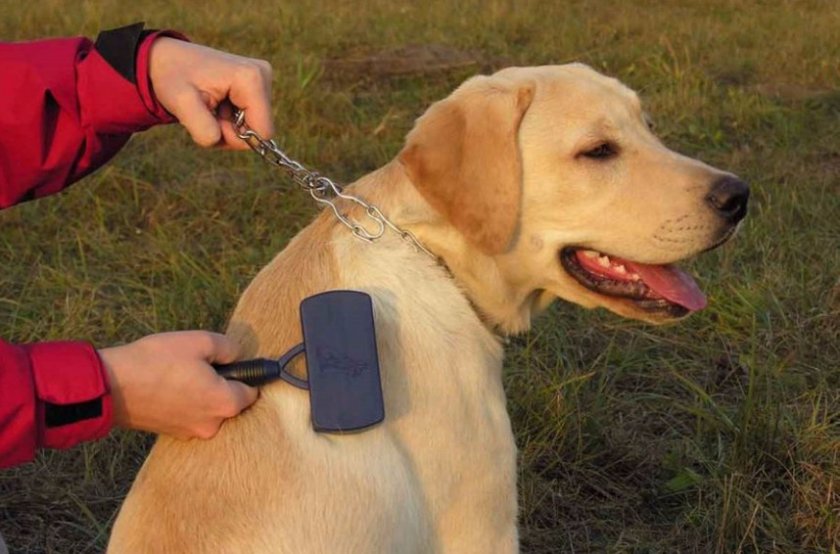 Уход за шерстью