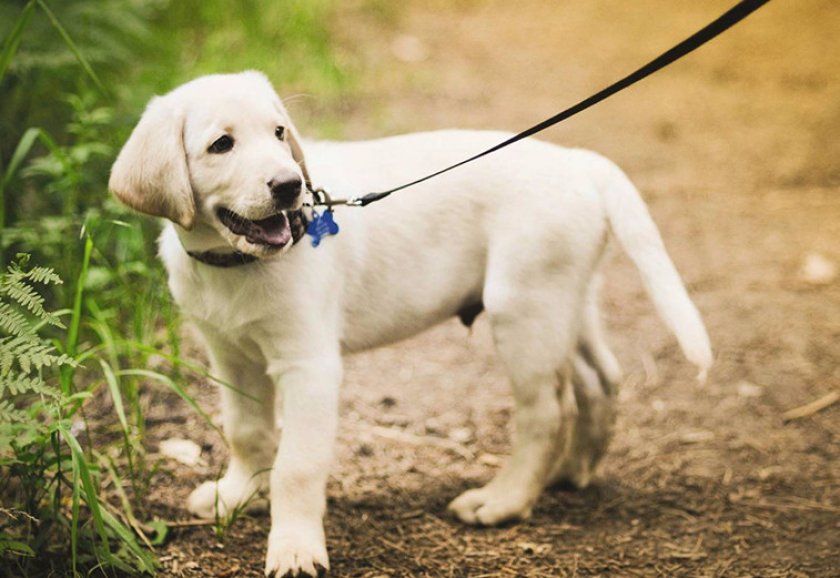 Лабрадор на прогулке