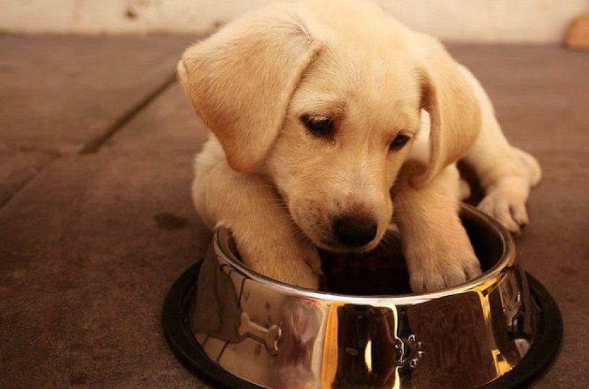 Кормление лабрадора-ретривера