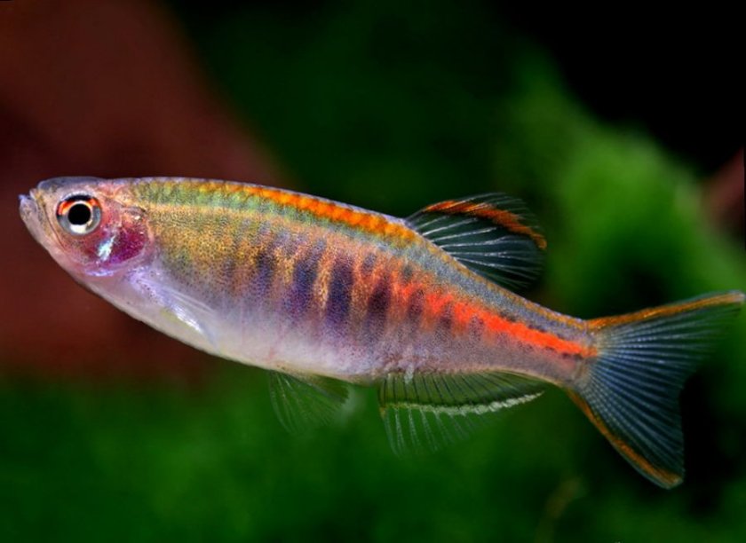Рыба данио