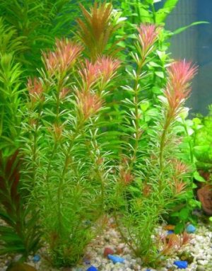 Ротала валлиха