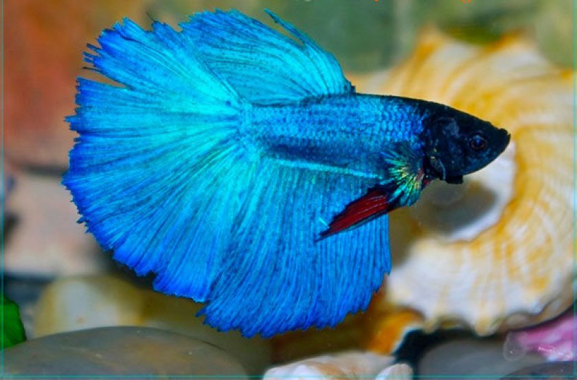 Рыбка петушок