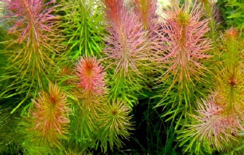 Ротала валлиха