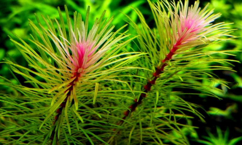 Ротала валлиха