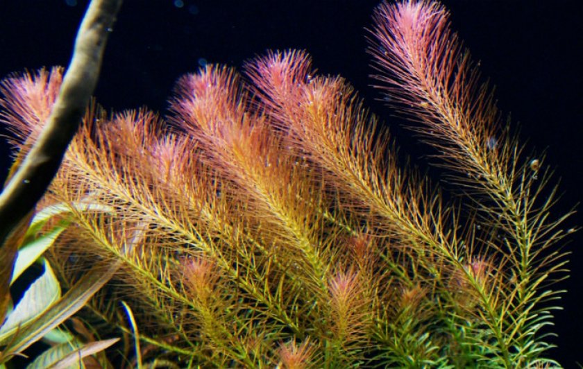 Ротала валлиха