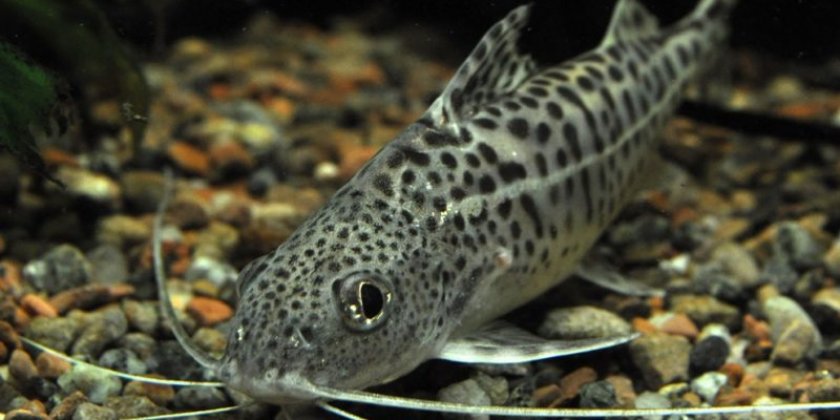 Аквариумный сом