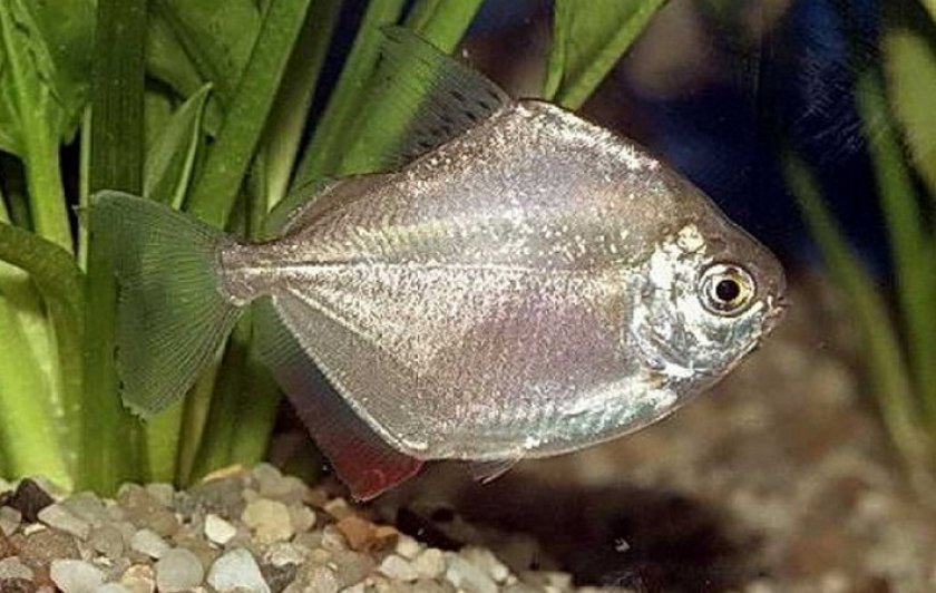 Метиннис серебристый