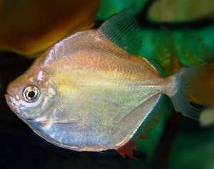 Метиннис серебристый