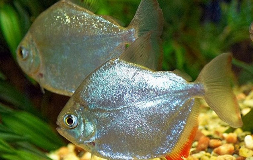 Метиннис серебристый