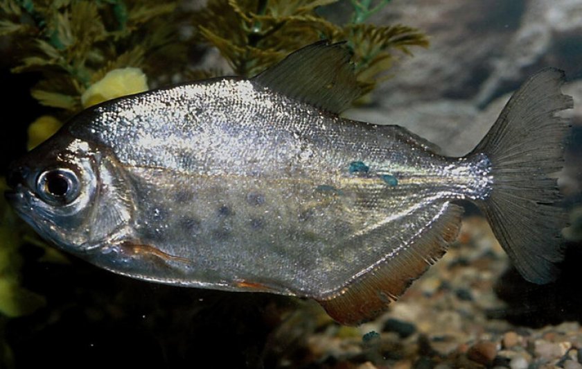 Метиннис серебристый Метиннис серебристый