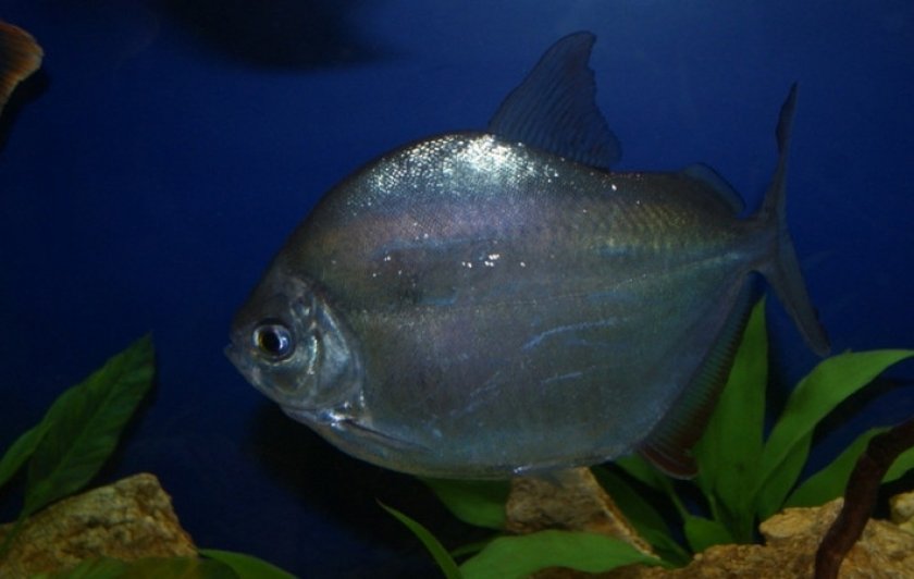 Метиннис серебристый