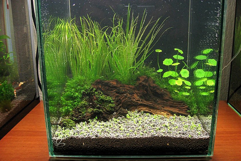 Аквариум для рыбы