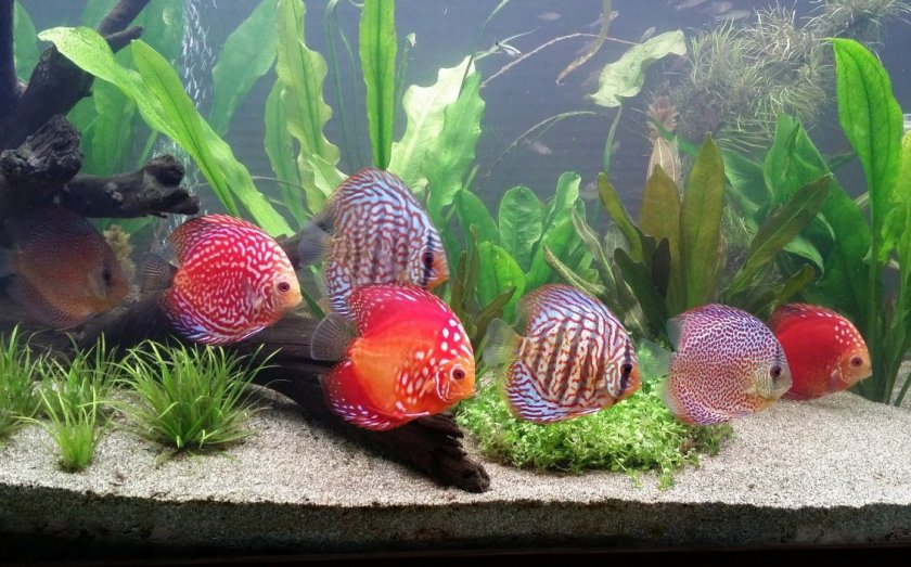 Дискусы Дискусы