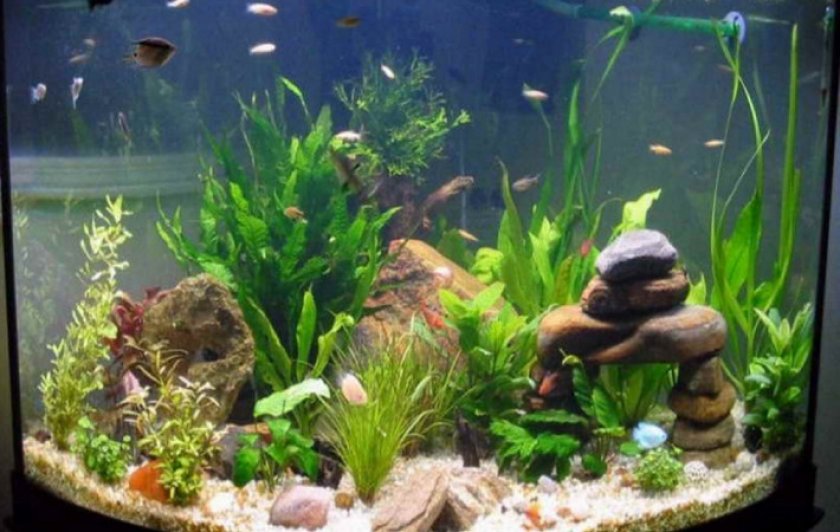 Аквариум Аквариум