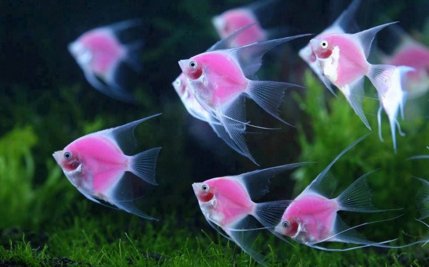 Розовые скалярии Розовые скалярии