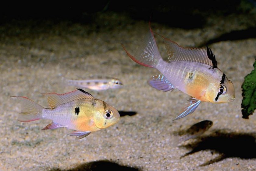 Боливийская бабочка Боливийская бабочка