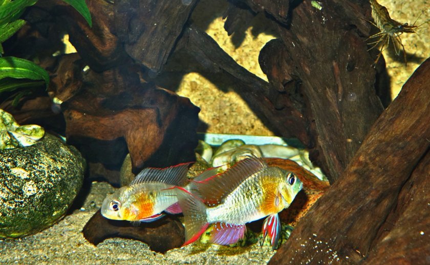 Боливийская бабочка Боливийская бабочка