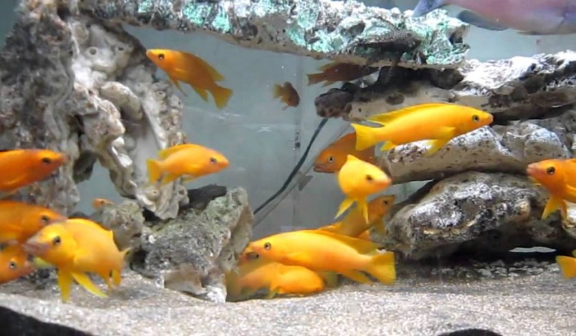 Лампрологус Лилиупи Лампрологус Лилиупи