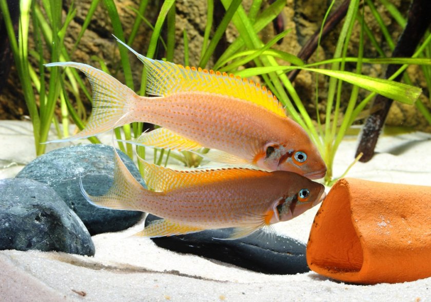 Лампрологус Лампрологус