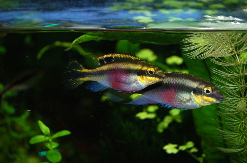 Пельвикахромис пульхер Пельвикахромис пульхер