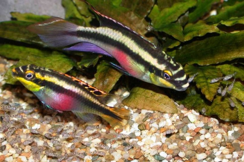 Пельвикахромис пульхер Пельвикахромис пульхер