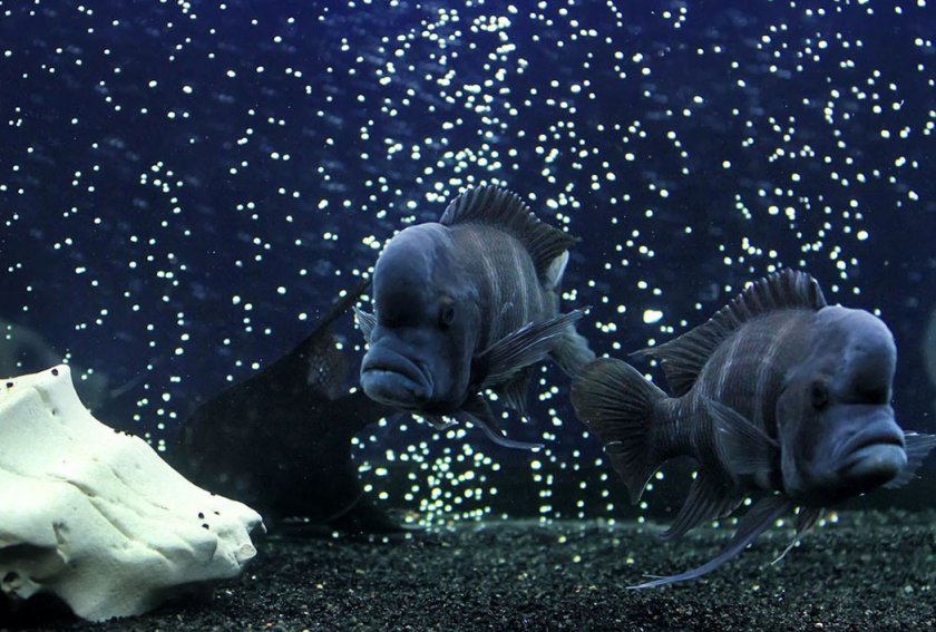 Фронтозы Фронтозы