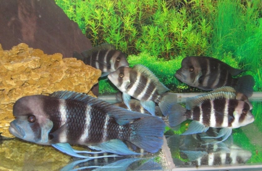 Фронтозы Фронтозы