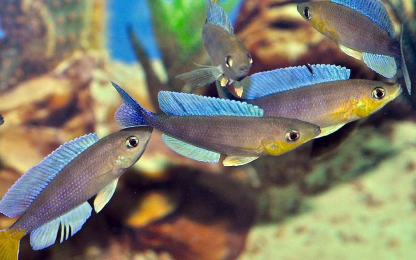 Циприхромис Циприхромис