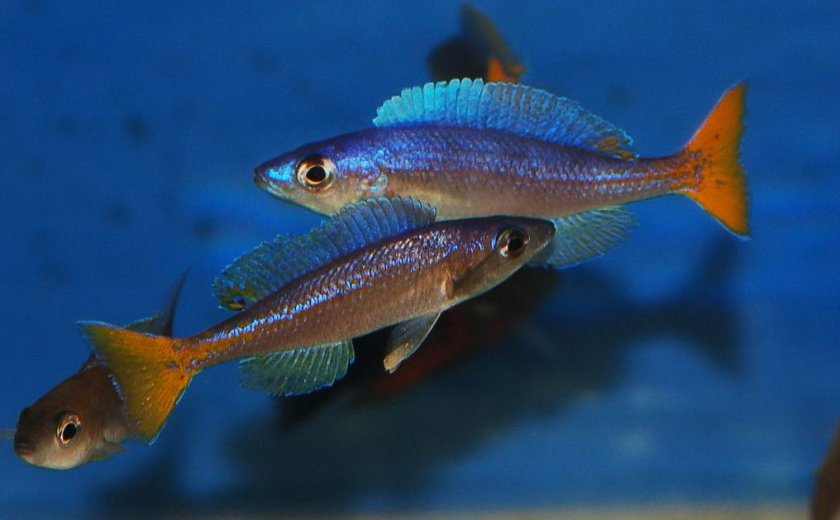 Циприхромис Циприхромис