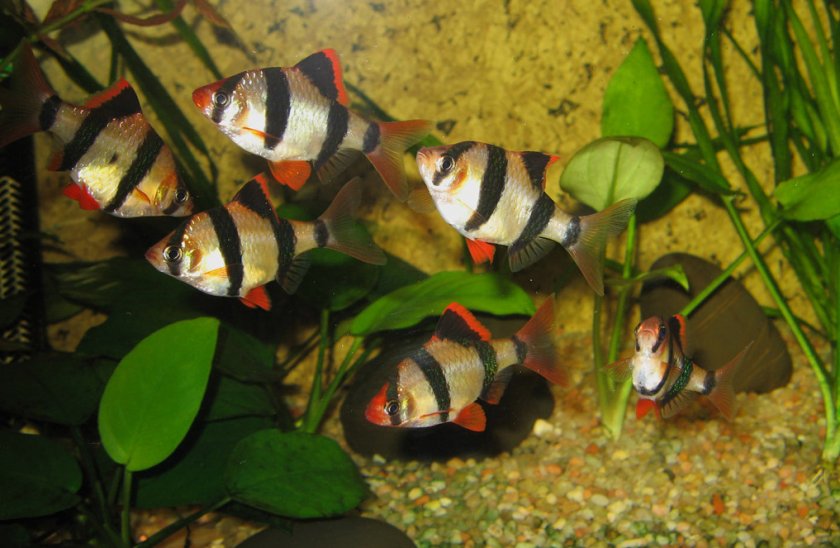 Водорослееды рыбки аквариумные фото с названиями и описанием