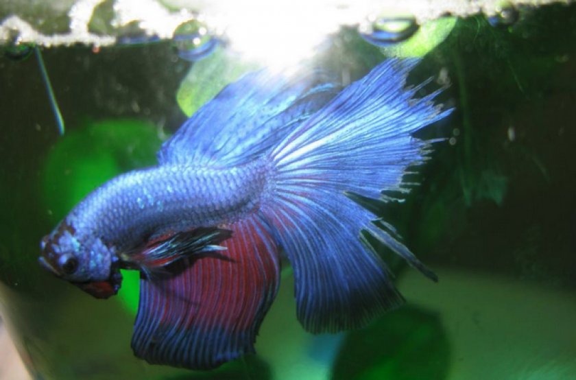 Плавниковая гниль у петушка Плавниковая гниль у петушка