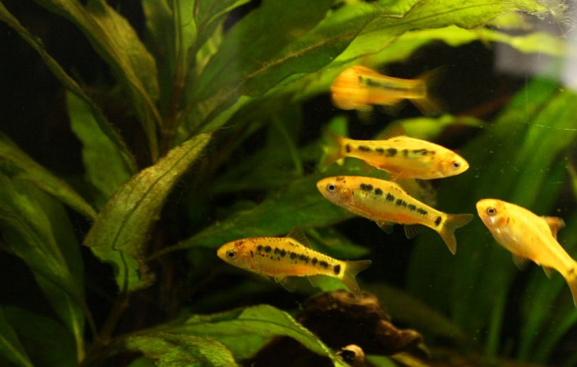 Барбус Шуберта Барбус Шуберта