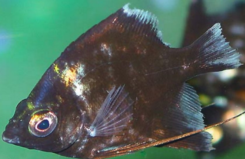 Плавниковая гниль у скалярии Плавниковая гниль у скалярии