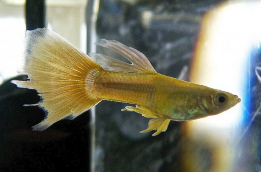 Плавниковая гниль у гуппи Плавниковая гниль у гуппи