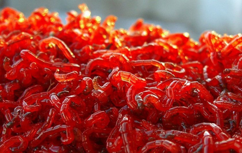 Живой корм для рыб
