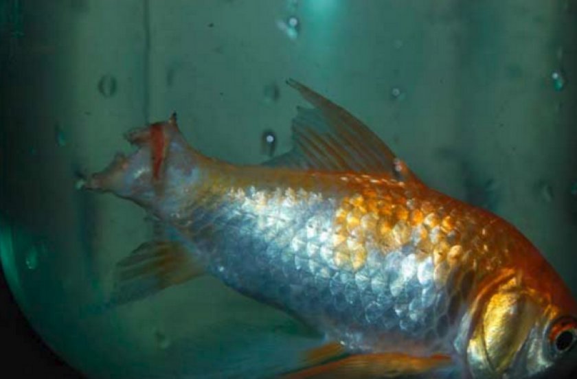 Плавниковая гниль у золотой рыбки Плавниковая гниль у золотой рыбки