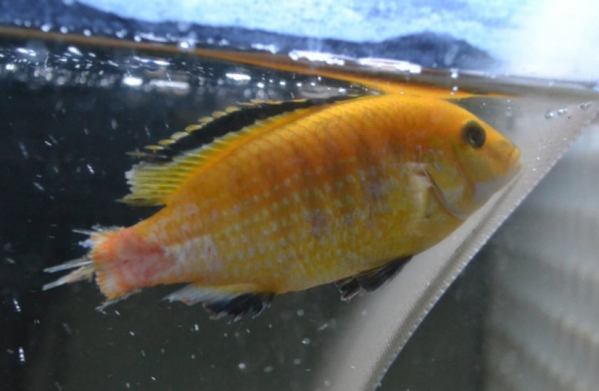 Плавниковая гниль у цихлиды Плавниковая гниль у цихлиды