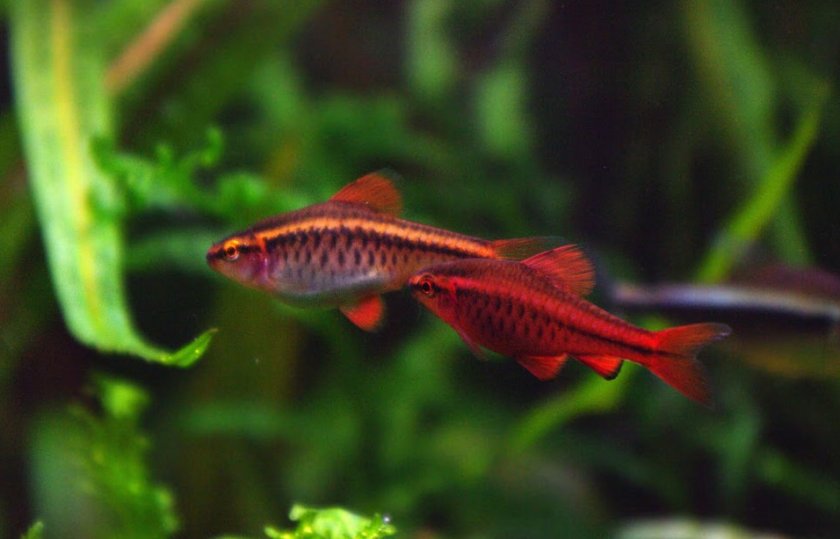 Вишнёвый барбус Вишнёвый барбус