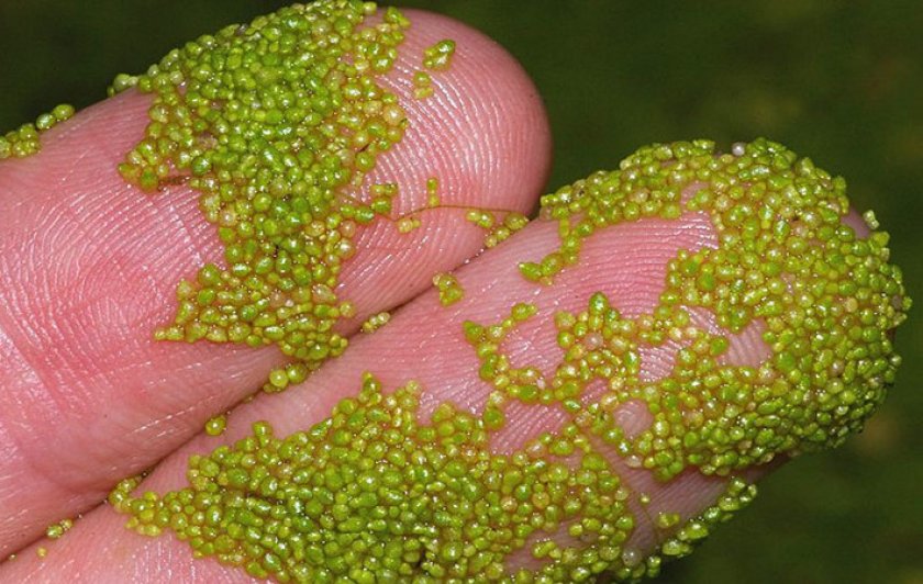 Растительный корм для рыб