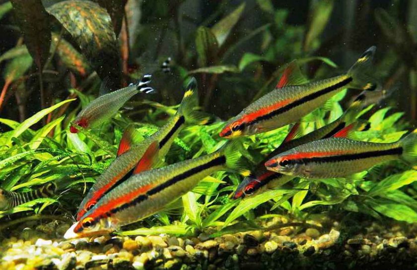 Барбус денисони Барбус денисони