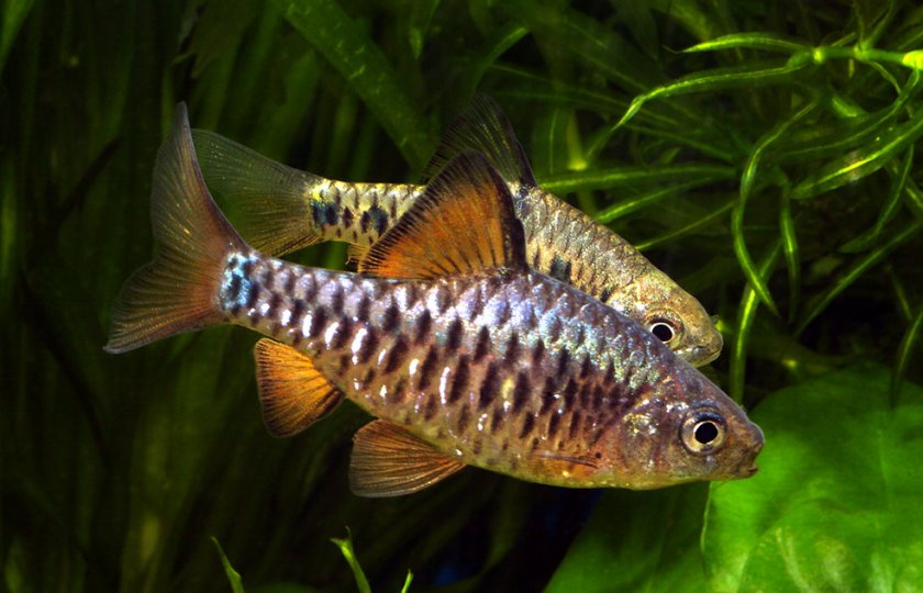 Олиголепис Олиголепис