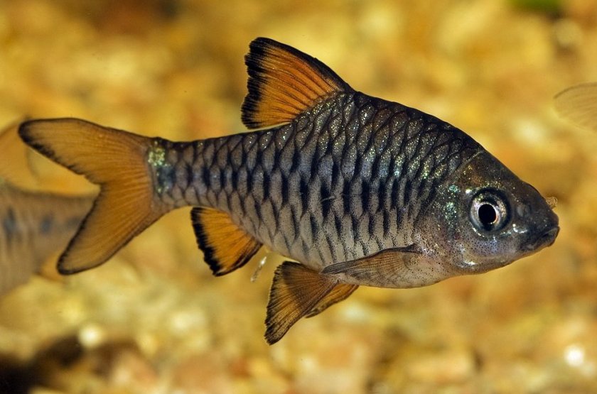 Олиголепис Олиголепис