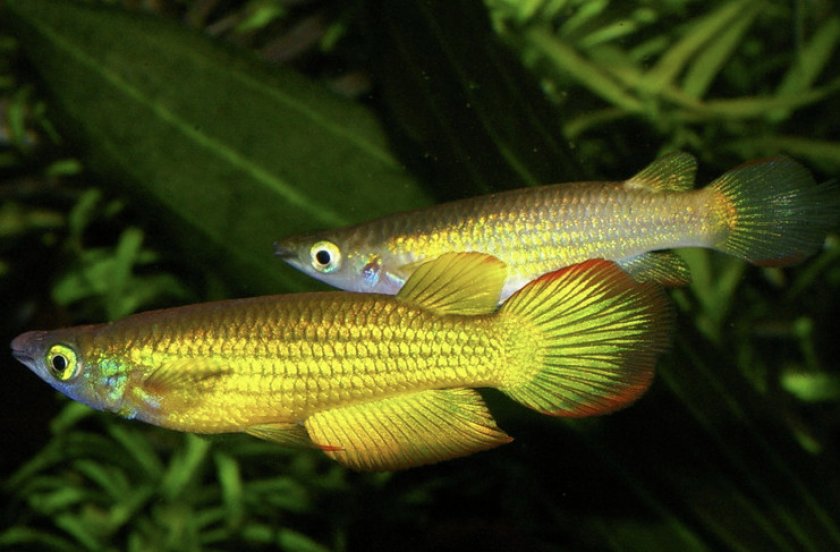 Рыбки линеатусы Рыбки линеатусы
