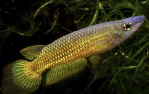 Линеатус Линеатус