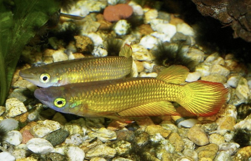 Линеатусы Линеатусы