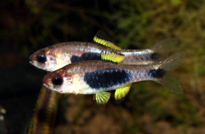 Барбус-бабочка Барбус-бабочка