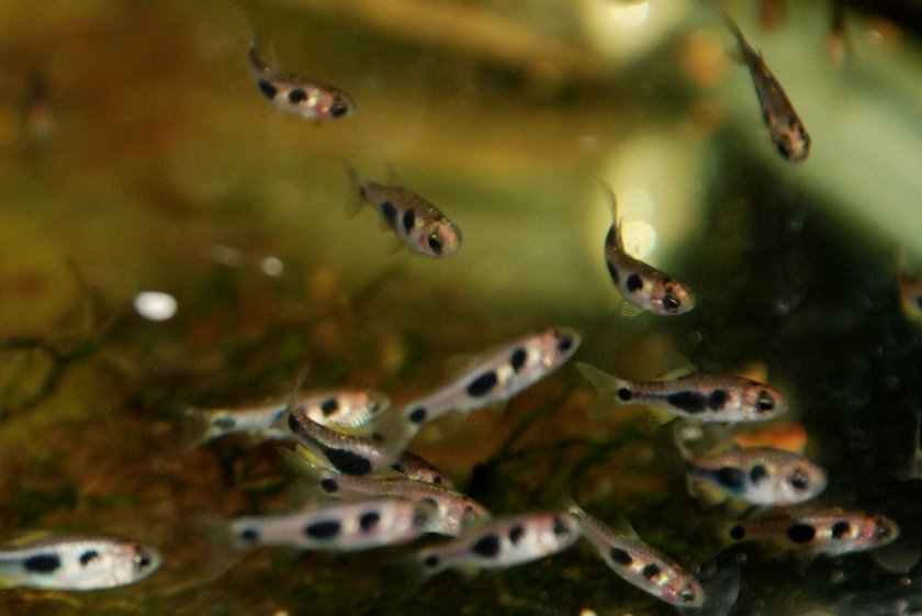 Барбус-бабочка Барбус-бабочка