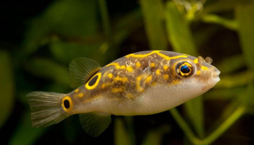 Жёлтый тетрадон