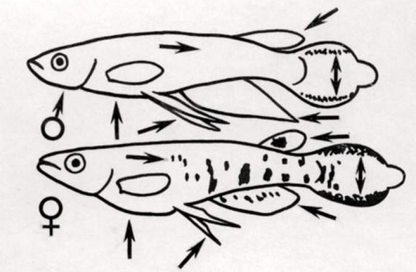 Самка и самец линеатуса Самка и самец линеатуса